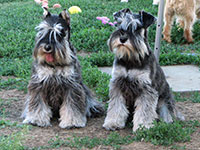 Dachari Schnauzer Picture 10 