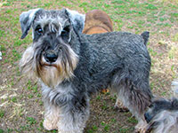 Dachari Schnauzer Picture 2