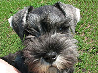 Dachari Schnauzer Picture 5