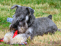 Dachari Schnauzer Picture 6