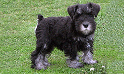 Pup 3