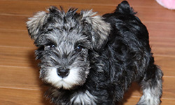 Pup 4
