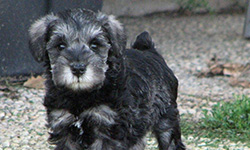 Pup 6