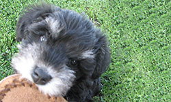 Pup 9